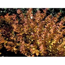 Birkebladet Spiræa 'Thor' Spiraea Betulifolia 'Thor' Potte 2,0 Liter,- 25-30 Cm. 13 Birkebladet Spiræa 'Thor' Spiraea Betulifolia 'Thor' Potte 2,0 Liter,- 25-30 Cm. -Osmo Salgsbutik mi2436 spiraea betulifolia tor 6f05