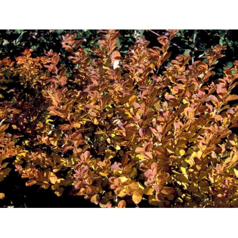 Birkebladet Spiræa 'Thor' Spiraea Betulifolia 'Thor' Potte 2,0 Liter,- 25-30 Cm. 8 Birkebladet Spiræa 'Thor' Spiraea Betulifolia 'Thor' Potte 2,0 Liter,- 25-30 Cm. - Billede 6