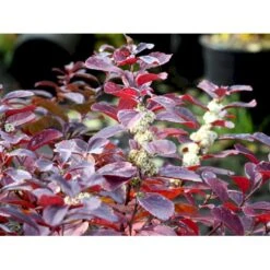 Birkebladet Spiræa 'Thor' Spiraea Betulifolia 'Thor' Potte 2,0 Liter,- 25-30 Cm. 12 Birkebladet Spiræa 'Thor' Spiraea Betulifolia 'Thor' Potte 2,0 Liter,- 25-30 Cm. -Osmo Salgsbutik mi2436 spiraea betulifolia tor a2b9