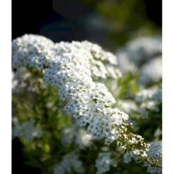Snedrivebusk 'Grefsheim' Spiraea X Cinerea 'Grefsheim' Potte 2,0 Liter,- 40-60 Cm. 9 Snedrivebusk 'Grefsheim' Spiraea X Cinerea 'Grefsheim' Potte 2,0 Liter,- 40-60 Cm. -Osmo Salgsbutik mi2439 spiraea cinerea grefsheim 2d7f