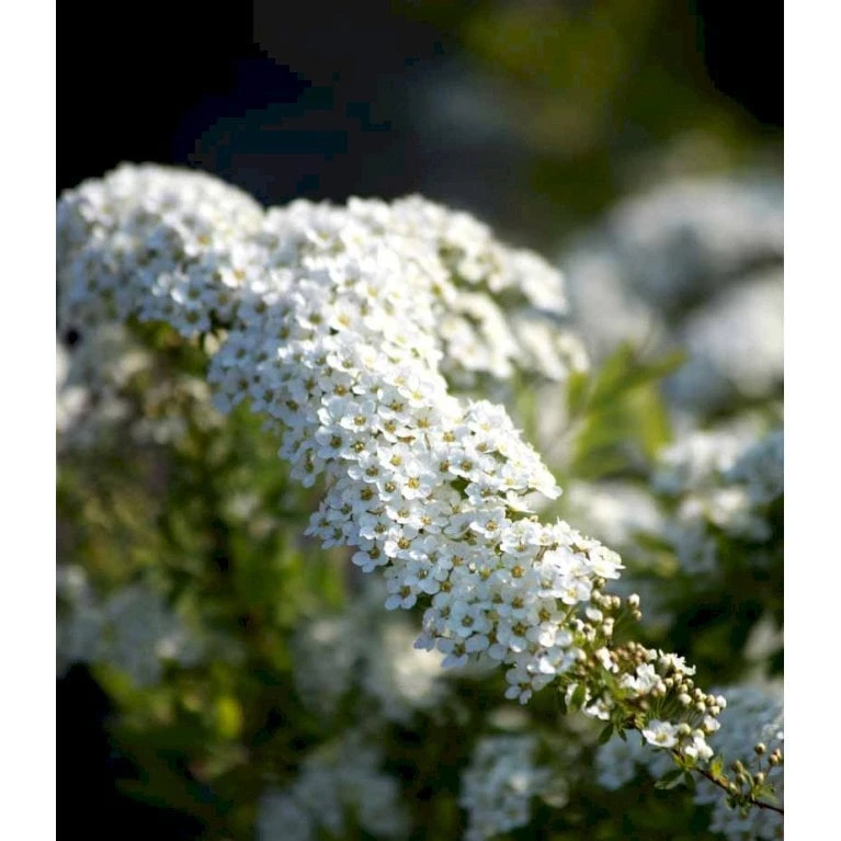 Snedrivebusk 'Grefsheim' Spiraea X Cinerea 'Grefsheim' Potte 2,0 Liter,- 40-60 Cm. 5 Snedrivebusk 'Grefsheim' Spiraea X Cinerea 'Grefsheim' Potte 2,0 Liter,- 40-60 Cm. - Billede 3