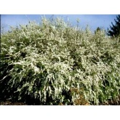 Snedrivebusk 'Grefsheim' Spiraea X Cinerea 'Grefsheim' Potte 2,0 Liter,- 40-60 Cm. 11 Snedrivebusk 'Grefsheim' Spiraea X Cinerea 'Grefsheim' Potte 2,0 Liter,- 40-60 Cm. -Osmo Salgsbutik mi2439 spiraea cinerea grefsheim 46b7