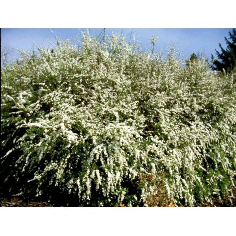 Snedrivebusk 'Grefsheim' Spiraea X Cinerea 'Grefsheim' Potte 2,0 Liter,- 40-60 Cm. 7 Snedrivebusk 'Grefsheim' Spiraea X Cinerea 'Grefsheim' Potte 2,0 Liter,- 40-60 Cm. - Billede 5