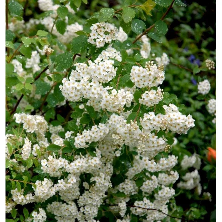 Snedrivebusk 'Grefsheim' Spiraea X Cinerea 'Grefsheim' Potte 2,0 Liter,- 40-60 Cm. 6 Snedrivebusk 'Grefsheim' Spiraea X Cinerea 'Grefsheim' Potte 2,0 Liter,- 40-60 Cm. - Billede 4