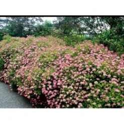 Spiræa 'Little Princess' Spiraea Jap. 'Little Princess' Potte 2,0 Liter,- 25-30 Cm. -Osmo Salgsbutik mi2441 spiraea japonica little princess 9776
