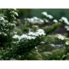 Spiræa 'Snowmound' Spiraea Nipponica 'Snowmound' 5 Liter Potte -Osmo Salgsbutik mi2442 spiraea nipponica snowmound 6757