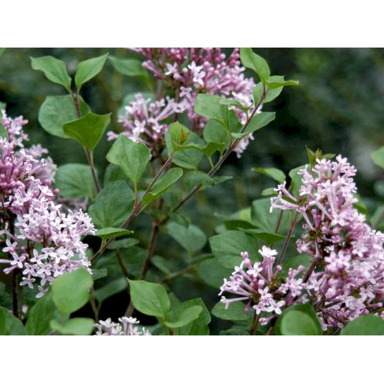 Dværg Syren 'Palibin' Syringa Meyeri 'Palibin' 3 års Kraftig Krone, Opstammet 60 Cm. 7,5 Liter Potte 4 Dværg Syren 'Palibin' Syringa Meyeri 'Palibin' 3 års Kraftig Krone, Opstammet 60 Cm. 7,5 Liter Potte - Billede 2