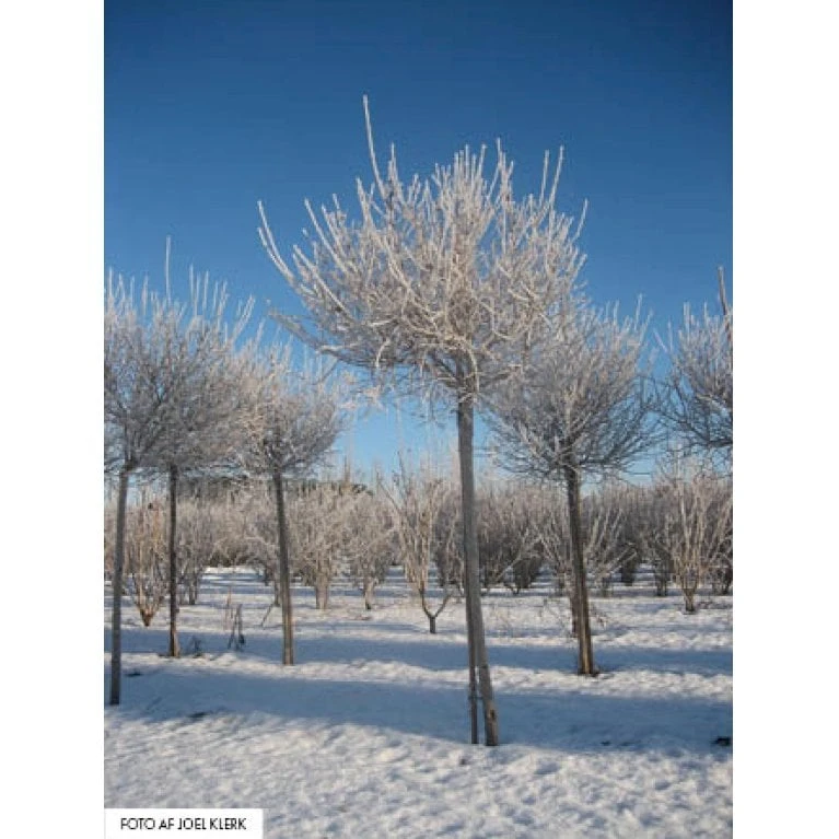Dværg Syren 'Palibin' Syringa Meyeri 'Palibin' Opstammet 100 Cm. 10 Liter Potte,- 2 års Krone 7 Dværg Syren 'Palibin' Syringa Meyeri 'Palibin' Opstammet 100 Cm. 10 Liter Potte,- 2 års Krone - Billede 5