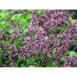 Dværg Syren 'Palibin' Syringa Meyeri 'Palibin' Opstammet 100 Cm. 10 Liter Potte,- 2 års Krone 9 Dværg Syren 'Palibin' Syringa Meyeri 'Palibin' Opstammet 100 Cm. 10 Liter Potte,- 2 års Krone -Osmo Salgsbutik mi2467 syringa meyeri palibin fea5