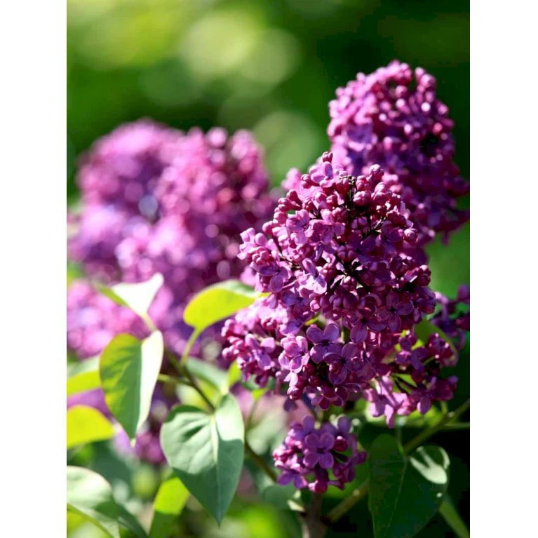 'Andenken An Ludwig Späth' Syringa Vulg. 'Andenken An Ludwig Späth' (storblomstrende) Med Klump,- 150-175 Cm. 3 'Andenken An Ludwig Späth' Syringa Vulg. 'Andenken An Ludwig Späth' (storblomstrende) Med Klump,- 150-175 Cm.