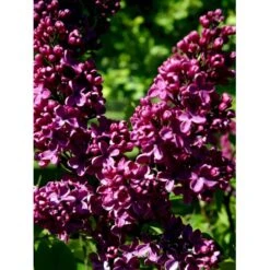 'Andenken An Ludwig Späth' Syringa Vulg. 'Andenken An Ludwig Späth' (storblomstrende) Med Klump,- 150-175 Cm. 14 'Andenken An Ludwig Späth' Syringa Vulg. 'Andenken An Ludwig Späth' (storblomstrende) Med Klump,- 150-175 Cm. -Osmo Salgsbutik mi2499 syringa vulg andenken an ludwig spaeth 9b90