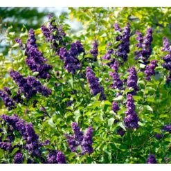 'Andenken An Ludwig Späth' Syringa Vulg. 'Andenken An Ludwig Späth' (storblomstrende) Med Klump,- 150-175 Cm. 12 'Andenken An Ludwig Späth' Syringa Vulg. 'Andenken An Ludwig Späth' (storblomstrende) Med Klump,- 150-175 Cm. -Osmo Salgsbutik mi2499 syringa vulg andenken an ludwig spaeth a75d