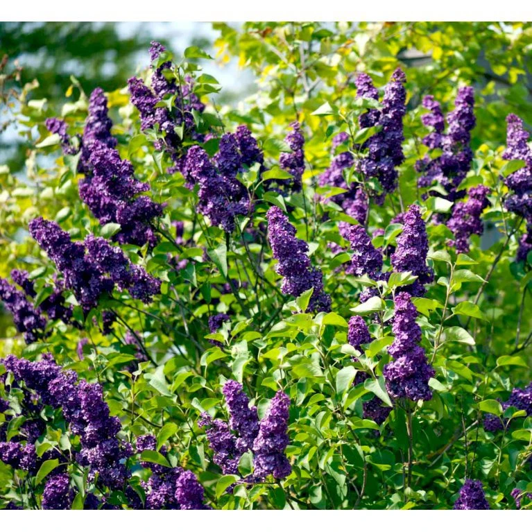 'Andenken An Ludwig Späth' Syringa Vulg. 'Andenken An Ludwig Späth' (storblomstrende) Med Klump,- 150-175 Cm. 5 'Andenken An Ludwig Späth' Syringa Vulg. 'Andenken An Ludwig Späth' (storblomstrende) Med Klump,- 150-175 Cm. - Billede 3