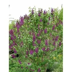 'Andenken An Ludwig Späth' Syringa Vulg. 'Andenken An Ludwig Späth' (storblomstrende) Med Klump,- 150-175 Cm. 13 'Andenken An Ludwig Späth' Syringa Vulg. 'Andenken An Ludwig Späth' (storblomstrende) Med Klump,- 150-175 Cm. -Osmo Salgsbutik mi2499 syringa vulg andenken an ludwig spaeth e26f