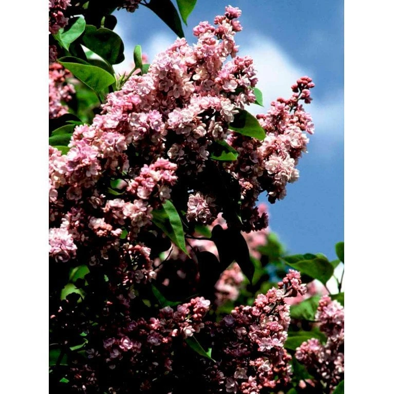 'Katherine Havemeyer' Syringa Vul. 'Katherine Havemeyer' (Storblomstrende) Med Klump,- 150-175 Cm. 7 'Katherine Havemeyer' Syringa Vul. 'Katherine Havemeyer' (Storblomstrende) Med Klump,- 150-175 Cm. - Billede 5
