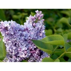'Katherine Havemeyer' Syringa Vul. 'Katherine Havemeyer' (Storblomstrende) Med Klump,- 150-175 Cm. 15 'Katherine Havemeyer' Syringa Vul. 'Katherine Havemeyer' (Storblomstrende) Med Klump,- 150-175 Cm. -Osmo Salgsbutik mi2501 syringa vulgaris katherine havemeyer 33d7