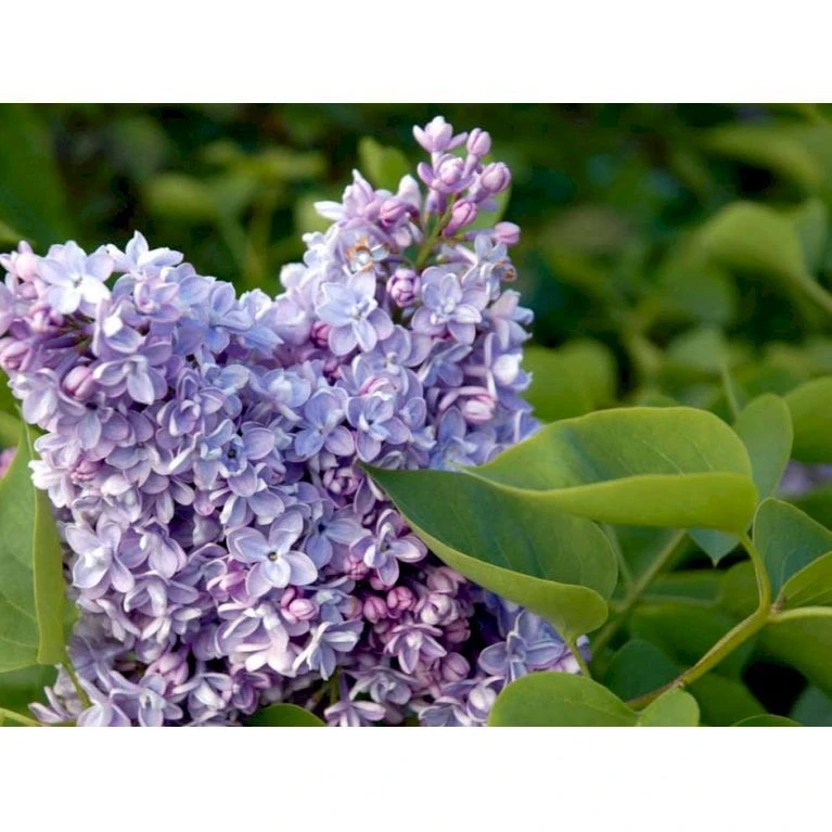 'Katherine Havemeyer' Syringa Vul. 'Katherine Havemeyer' (Storblomstrende) Med Klump,- 150-175 Cm. 9 'Katherine Havemeyer' Syringa Vul. 'Katherine Havemeyer' (Storblomstrende) Med Klump,- 150-175 Cm. - Billede 7