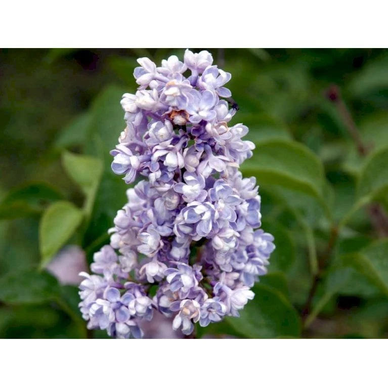 'Katherine Havemeyer' Syringa Vul. 'Katherine Havemeyer' (Storblomstrende) Med Klump,- 150-175 Cm. 6 'Katherine Havemeyer' Syringa Vul. 'Katherine Havemeyer' (Storblomstrende) Med Klump,- 150-175 Cm. - Billede 4