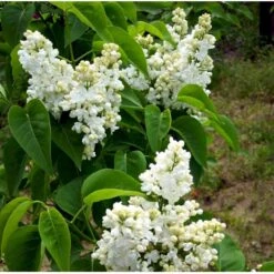 'Mme Lemoine' Syringa Vul, 'Mme. Lemoine' (storblomstrende) Potte 12 Liter,- 80-100 Cm. -Osmo Salgsbutik mi2503 syringa vulgaris mme lemoine 0026