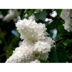 'Mme Lemoine' Syringa Vul, 'Mme. Lemoine' (storblomstrende) Potte 12 Liter,- 80-100 Cm. -Osmo Salgsbutik mi2503 syringa vulgaris mme lemoine 710e