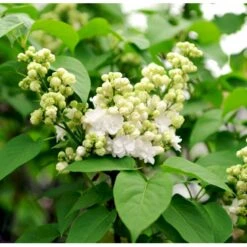 'Mme Lemoine' Syringa Vul, 'Mme. Lemoine' (storblomstrende) Potte 12 Liter,- 80-100 Cm. -Osmo Salgsbutik mi2503 syringa vulgaris mme lemoine a294