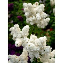 'Mme Lemoine' Syringa Vul, 'Mme. Lemoine' (storblomstrende) Potte 12 Liter,- 80-100 Cm. -Osmo Salgsbutik mi2503 syringa vulgaris mme lemoine f935