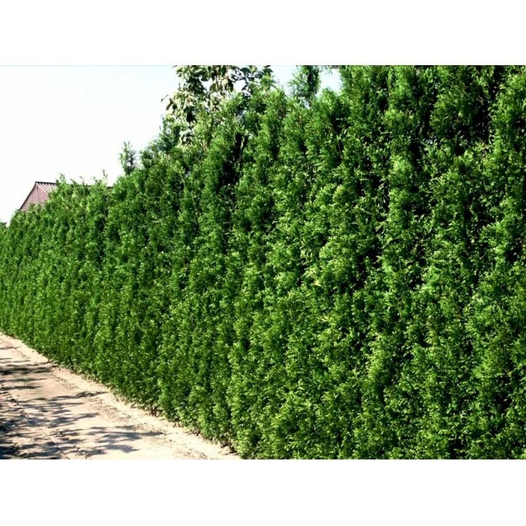 Hækthuja 'Brabant' Thuja Occidentalis 'Brabant' Potte 15 Liter,- 150-175 Cm. 8 Hækthuja 'Brabant' Thuja Occidentalis 'Brabant' Potte 15 Liter,- 150-175 Cm. - Billede 6