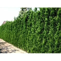 Hækthuja 'Brabant' Thuja Occidentalis 'Brabant' Potte 5,0 Liter,- 80-100 Cm. 14 Hækthuja 'Brabant' Thuja Occidentalis 'Brabant' Potte 5,0 Liter,- 80-100 Cm. -Osmo Salgsbutik mi2582 thuja occidentalis brabrant 9c1f 3