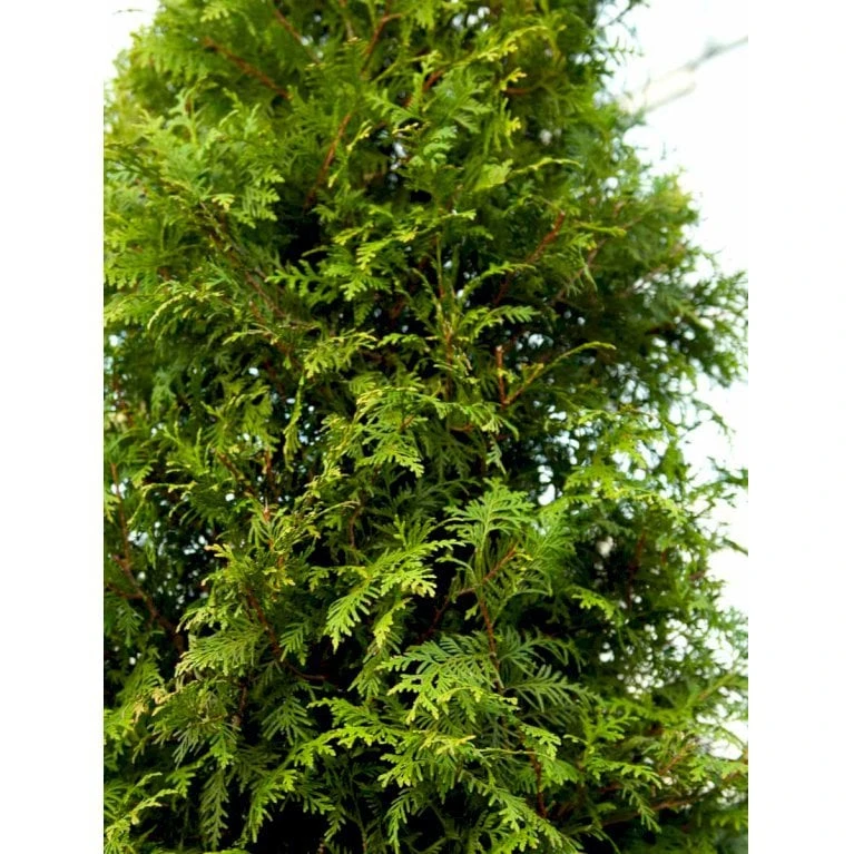 Hækthuja 'Brabant' Thuja Occidentalis 'Brabant' Med Klump,- 175-200 Cm. 7 Hækthuja 'Brabant' Thuja Occidentalis 'Brabant' Med Klump,- 175-200 Cm. - Billede 5
