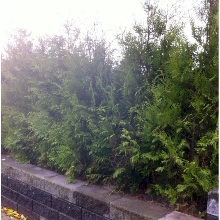 Hækthuja 'Brabant' Thuja Occidentalis 'Brabant' Potte 15 Liter,- 150-175 Cm. 9 Hækthuja 'Brabant' Thuja Occidentalis 'Brabant' Potte 15 Liter,- 150-175 Cm. - Billede 7