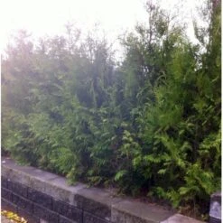 Hækthuja 'Brabant' Thuja Occidentalis 'Brabant' Potte 5,0 Liter,- 80-100 Cm. 15 Hækthuja 'Brabant' Thuja Occidentalis 'Brabant' Potte 5,0 Liter,- 80-100 Cm. -Osmo Salgsbutik mi2582 thuja occidentalis brabrant f86d 3