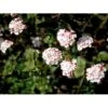 Duft-snebolle 'Aurora' Viburnum Carlesii 'Aurora' Med Klump,- 100-120 Cm. -Osmo Salgsbutik mi2718 viburnum carlesii aurora fbf7