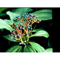 Dværgkvalkved Viburnum Davidii Potte 3,0 Liter,- 25-30 Cm. -Osmo Salgsbutik mi2719 viburnum davidii 9df8