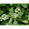 Pibekvalkved Viburnum Lantana Solitær Busk 125-150 Cm., Med Klump -Osmo Salgsbutik mi2721 viburnum lantana 8093