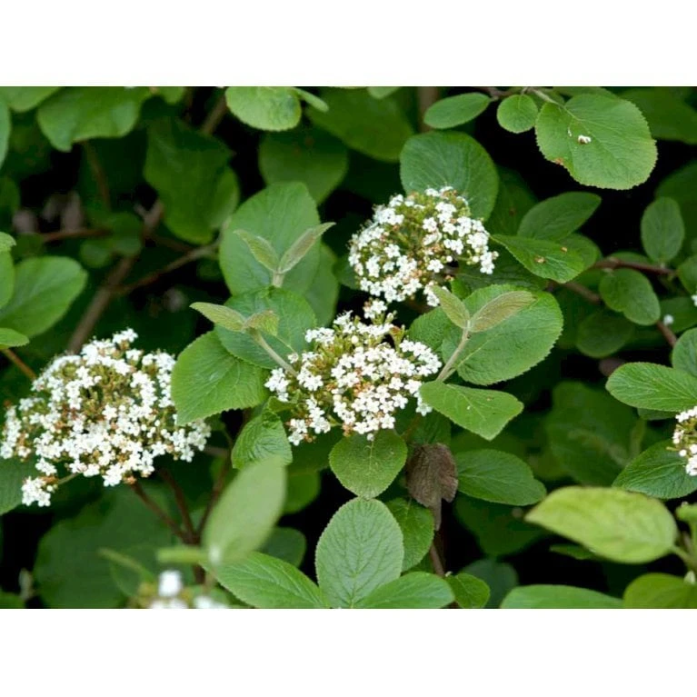 Pibekvalkved Viburnum Lantana Solitær Busk 125-150 Cm., Med Klump 3 Pibekvalkved Viburnum Lantana Solitær Busk 125-150 Cm., Med Klump