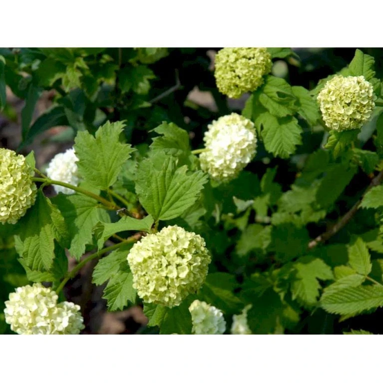 Snebolle Viburnum Opulus 'Roseum' Med Klump,- 125-150 Cm. 4 Snebolle Viburnum Opulus 'Roseum' Med Klump,- 125-150 Cm. - Billede 2