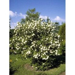 Snebolle Viburnum Opulus 'Roseum' Med Klump,- 125-150 Cm. 7 Snebolle Viburnum Opulus 'Roseum' Med Klump,- 125-150 Cm. -Osmo Salgsbutik mi2726 viburnum opulus roseum b072