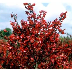 Rød Vårgyvel Cytisus Praecox 'Boskoop Ruby' Potte 2 Liter. -Osmo Salgsbutik mi2797 cytisus boskoop ruby 3b2d