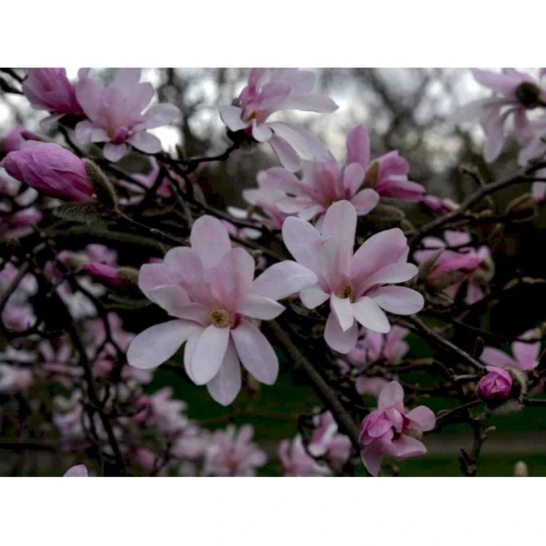 Magnolia 'Leonard Messel' Magnolia X Loebneri 'Leonard Messel' Med Klump,- 150-175 Cm. 3 Magnolia 'Leonard Messel' Magnolia X Loebneri 'Leonard Messel' Med Klump,- 150-175 Cm.