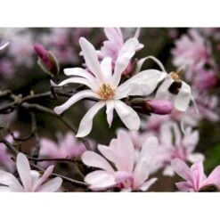 Magnolia 'Leonard Messel' Magnolia X Loebneri 'Leonard Messel' Med Klump,- 150-175 Cm. 11 Magnolia 'Leonard Messel' Magnolia X Loebneri 'Leonard Messel' Med Klump,- 150-175 Cm. -Osmo Salgsbutik mi2826 magnolia x loebneri leonard messel 7205