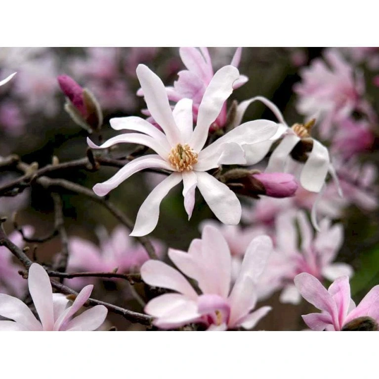 Magnolia 'Leonard Messel' Magnolia X Loebneri 'Leonard Messel' Med Klump,- 150-175 Cm. 6 Magnolia 'Leonard Messel' Magnolia X Loebneri 'Leonard Messel' Med Klump,- 150-175 Cm. - Billede 4