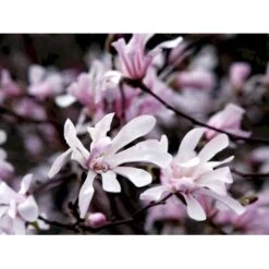 Magnolia 'Leonard Messel' Magnolia X Loebneri 'Leonard Messel' Med Klump,- 150-175 Cm. 10 Magnolia 'Leonard Messel' Magnolia X Loebneri 'Leonard Messel' Med Klump,- 150-175 Cm. -Osmo Salgsbutik mi2826 magnolia x loebneri leonard messel 978b