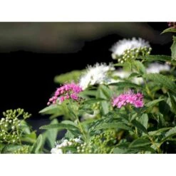 Spiræa 'Shirobana' Spiraea Japonica 'Shirobana' Potte 4,0 Liter,- 30-40 Cm. -Osmo Salgsbutik mi2830 spiraea japonica shirobana af2d