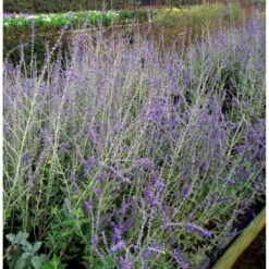 Russisk Salvie 'Blue Spire' Perovskia Atriplicifolia 'Blue Spire' Potte 2 Liter. -Osmo Salgsbutik mi2844 perovskia atriplicifolia blue spire 6898