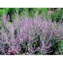Russisk Salvie 'Blue Spire' Perovskia Atriplicifolia 'Blue Spire' Potte 2 Liter. -Osmo Salgsbutik mi2844 perovskia atriplicifolia blue spire 9827