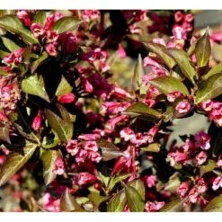 Klokkebusk 'Alexandra' Weigela Florida 'Alexandra' 5 Liter Potte