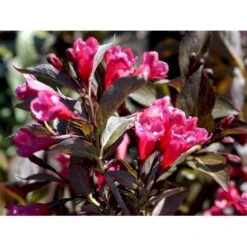 Klokkebusk 'Alexandra' Weigela Florida 'Alexandra' 5 Liter Potte -Osmo Salgsbutik mi2847 weigela florida alexandra 6b1b
