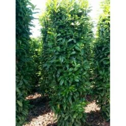 Kirsebærlaurbær 'Genolia' Prunus Laurocerasus 'Genolia' Med Klump,- 150-175 Cm. -Osmo Salgsbutik mi2852 prunus laurocerasus mano 0281 4