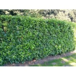 Kirsebærlaurbær 'Genolia' Prunus Laurocerasus 'Genolia' Med Klump,- 100-125 Cm. 9 Kirsebærlaurbær 'Genolia' Prunus Laurocerasus 'Genolia' Med Klump,- 100-125 Cm. -Osmo Salgsbutik mi2852 prunus laurocerasus mano 7a16 3