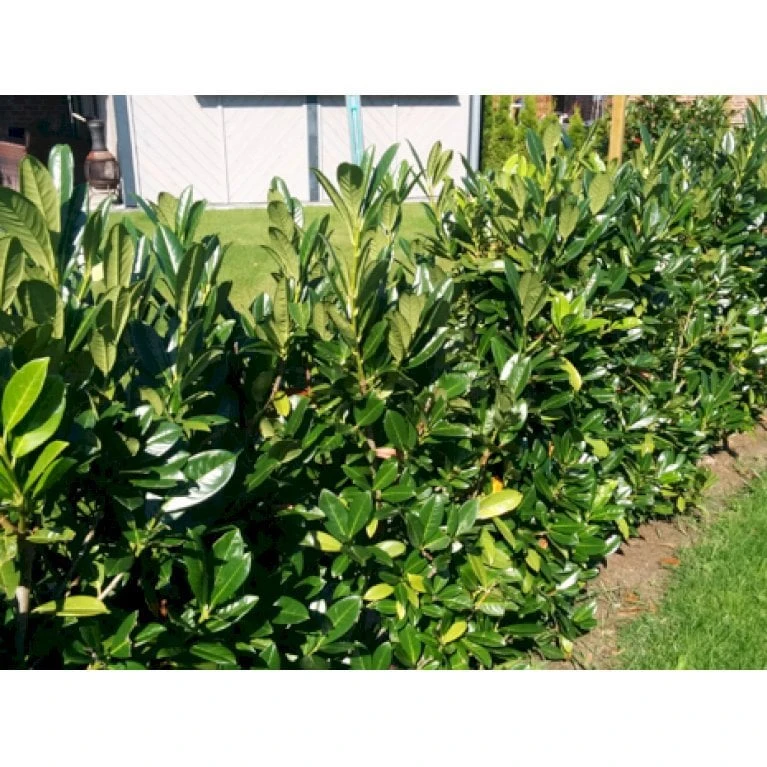 Kirsebærlaurbær 'Genolia' Prunus Laurocerasus 'Genolia' Potte 15 Liter - 100-125 Cm. 4 Kirsebærlaurbær 'Genolia' Prunus Laurocerasus 'Genolia' Potte 15 Liter - 100-125 Cm. - Billede 2